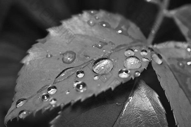 滴露水叶子黑色的白色自然背景早....新鲜的滴透明的雨水叶<strong>黑白</strong>照片