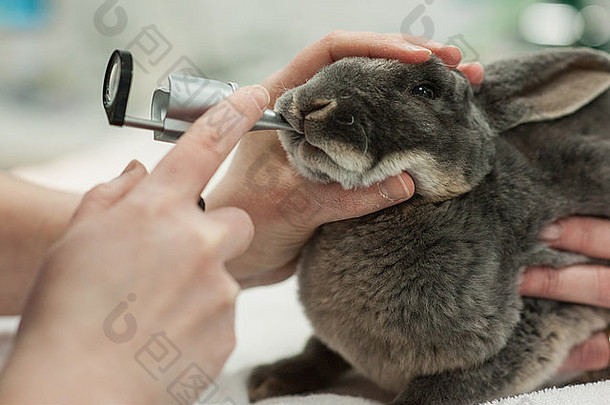 兔子兽医牙科健康检查auroscope