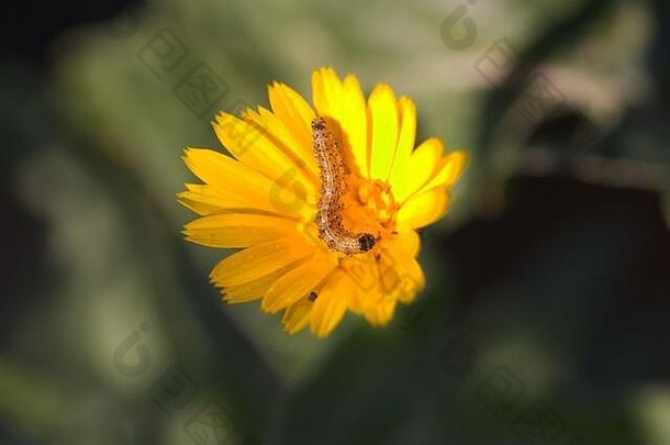 特写镜头heliothinae幼虫黄色的野花无重点背景绿色