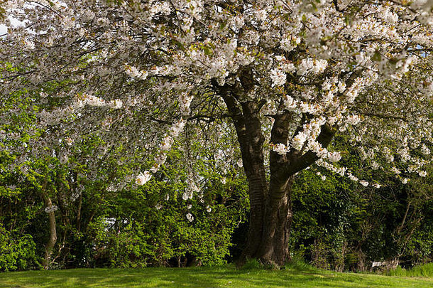 树覆盖blosson春天