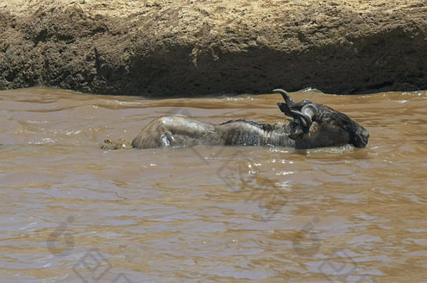 鳄鱼攻击成人羚羊的一种穿越玛拉河马赛玛拉游戏储备肯尼亚