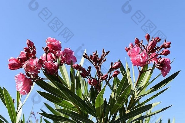 粉红色的开花夹竹桃布什集明亮的蓝色的天空Maspalomas大加那利岛金丝雀岛屿