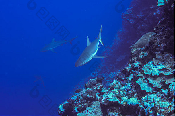 灰色的礁鲨鱼游泳墙鲨鱼潜水眩晕做吧岛密克罗尼西亚
