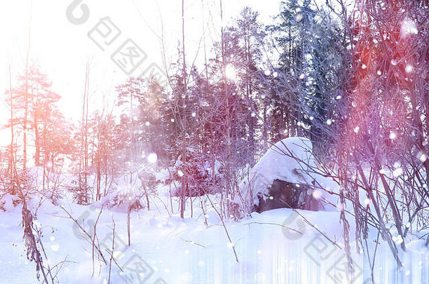 冬天森林阳光明媚的一天景观森林雪