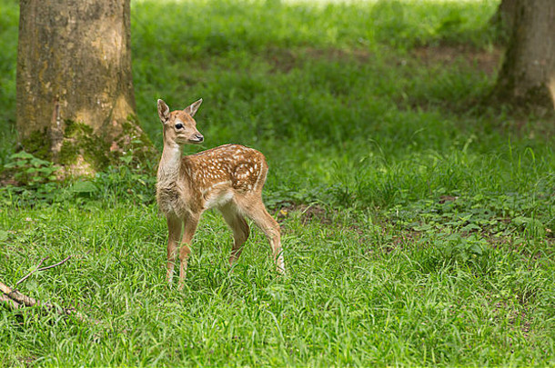 年轻的蹒跚学步的小鹿休耕的鹿孩子们玩绿色草地草原森林夏天