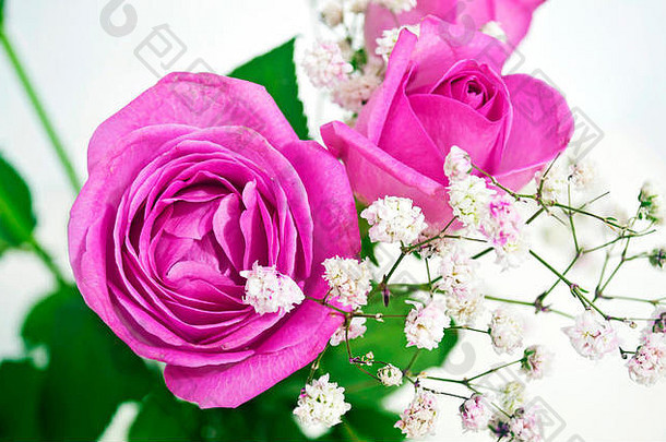 盛开的粉红色的玫瑰花束