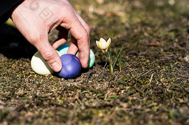 手发现复活节鸡蛋附近的冬天乌头自然周围地面的角度来看