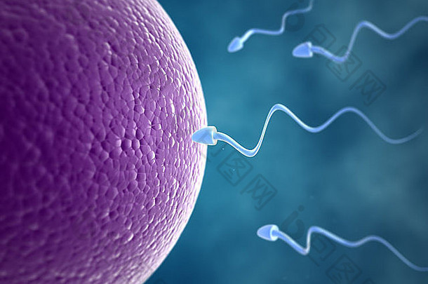 精子细胞比赛蛋
