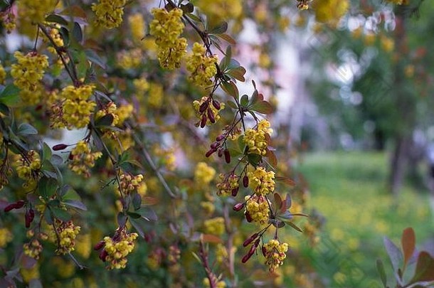 软焦点美丽的春天花小檗属植物thunbergii个开花宏小黄色的花伏牛花背景优雅的