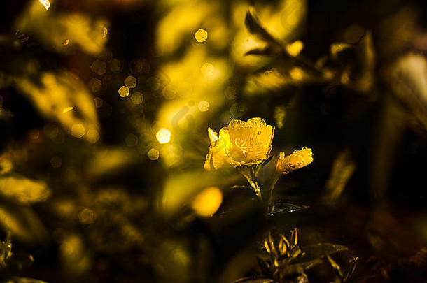 柔和特写镜头黄色的花