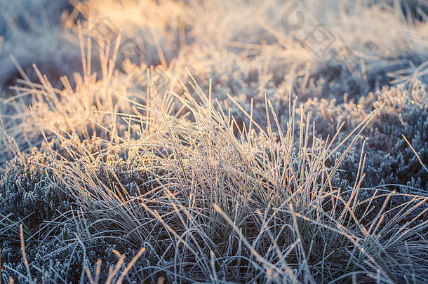 美丽的冻湿地草早....光场冻莎草草沼泽明亮的温暖的光冷地面