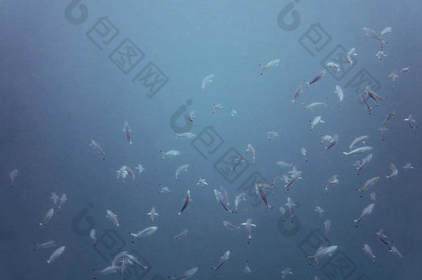 潜水打鼾学校鱼水下热带海