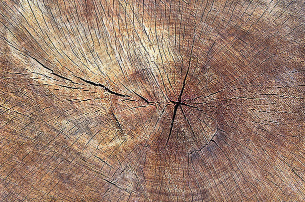 纹理树树桩背景