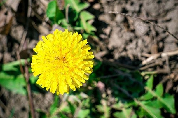 蒲公英黄色的花单春天花地面