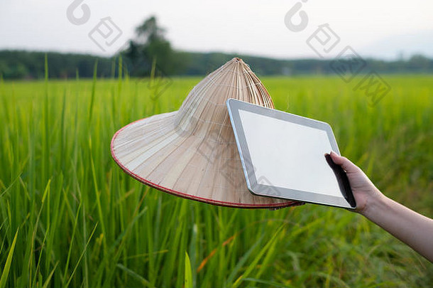 女人农民手持有平板电脑棕榈叶他绿色大米幼苗帕迪场美丽的天空云太阳设置
