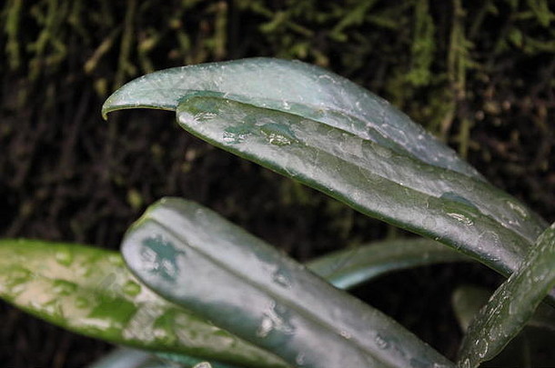 罕见的不寻常的蓝色的蕨类植物石油蕨类植物<strong>微粒体</strong>转向<strong>微粒体</strong>泰国蓝色的带蕨类植物钴蕨类植物圣甲虫蕨类植物晚上花园