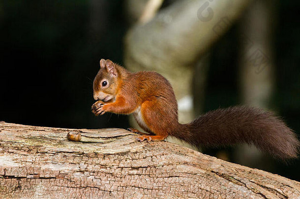 欧洲红色的松鼠北美寻常的美丽的自然设置brownsea岛普尔