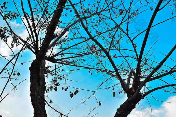 干冬天树分支机构叶子蓝色的天空背景