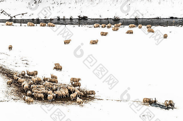 霍南杰德堡苏格兰边界3月羊收集轮有给料机雪涵盖了草甘蓝谷山麓