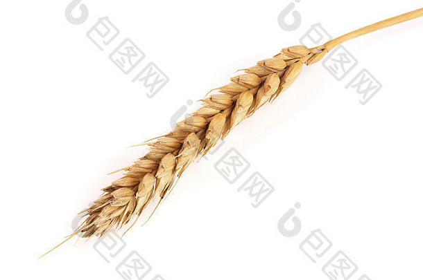 耳朵小麦孤立的白色背景前视图