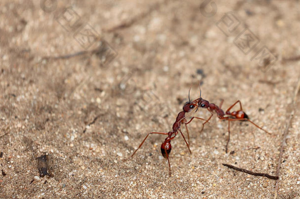 战斗蚂蚁澳大利亚