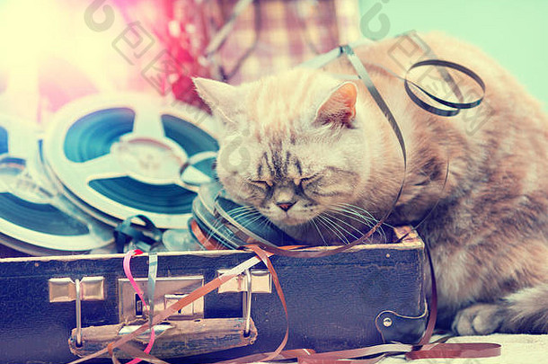 猫睡觉手提箱音乐卷