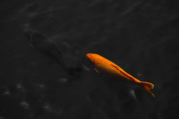 前视图黑色的鲤鱼橙色鲤鱼游泳黑色的水域