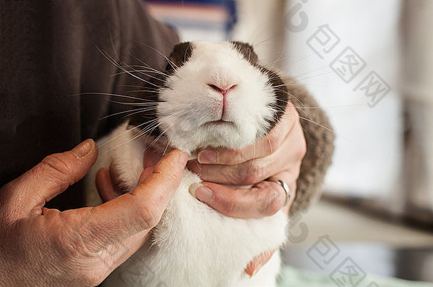 检查兔子的下巴部分例程健康检查
