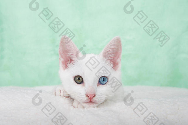 肖像可爱的白色小猫色彩差异奇怪的眼睛铺设白色羊皮毯子薄荷绿色变形背景