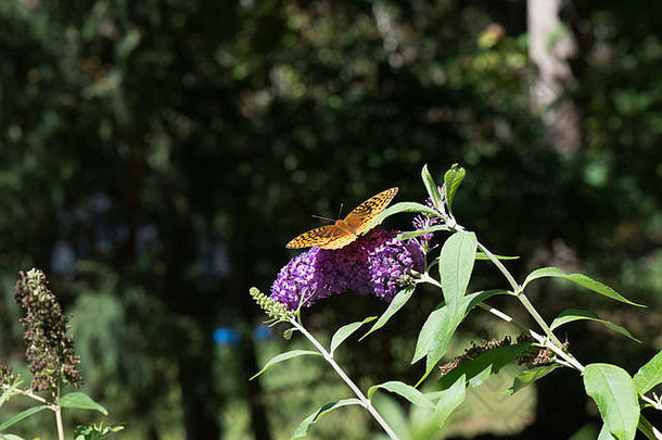 伟大的闪烁的贝母蝴蝶花园花