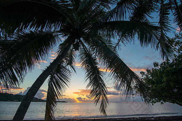 椰子手掌美丽的天空海滩