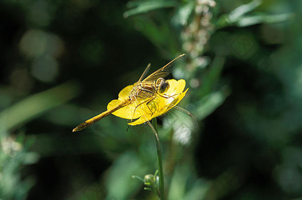 蜻蜓黄色的花