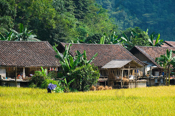 越南传统的房子北部越南黄色的大米场村农村越南黄色的大米字段准备收获谷