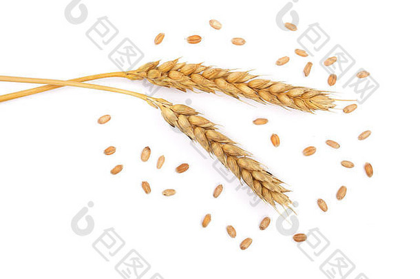 粮食耳朵小麦孤立的白色背景前视图