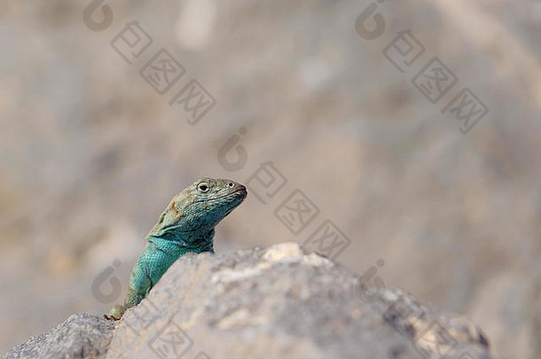 美丽的绿色蓝色的绿松石蜥蜴太平洋海岸阿塔卡马沙漠北部智利