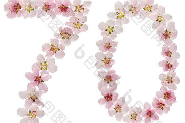 数字<strong>七</strong>十年自然粉红色的花桃子树孤立的白色背景