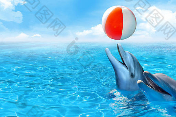 宽吻海豚海豚玩海滩球海洋