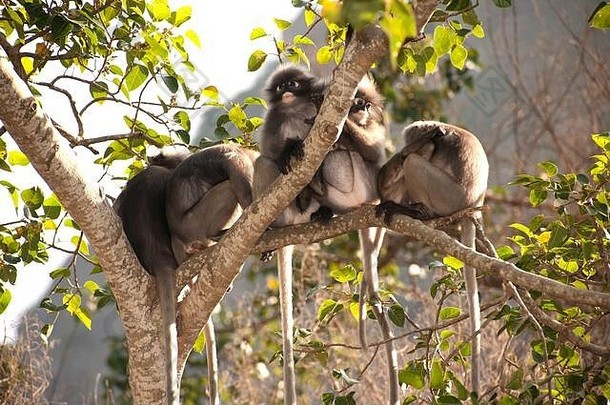 微暗的叶猴子微暗的长spectaacled长presbytis针孔里德家庭坐着树休息