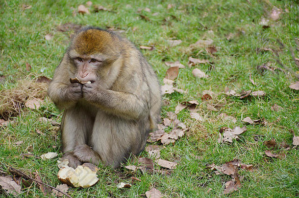 巴巴莉短尾猿坐着草吃水果