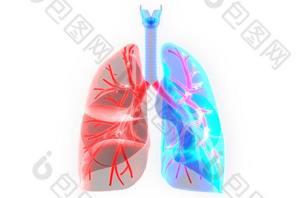 人类呼吸<strong>系统</strong>肺解剖学