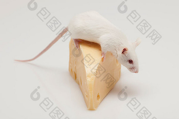 白色鼠标攀爬一块奶酪