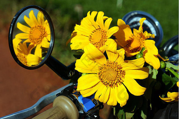 关闭<strong>野生</strong>花装饰摩托车冒险之旅摩托车黛西花一天规则特殊的花大叻越南