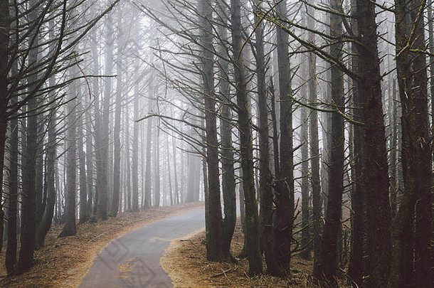 路绕组树森林雾挂空气