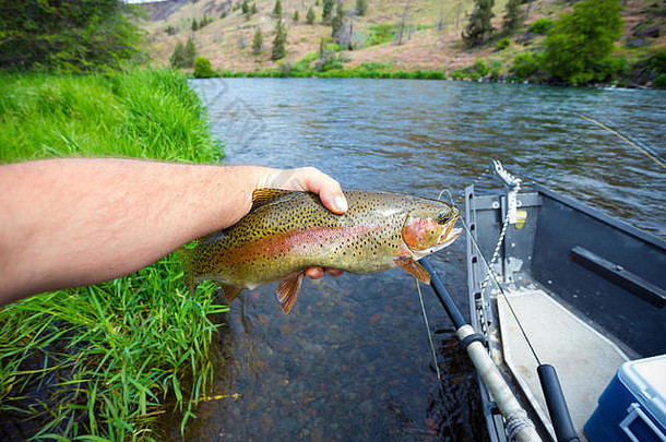 奖杯彩虹鳟鱼常见的较低的微处理机河俄勒冈州salmonfly孵化飞渔夫持有