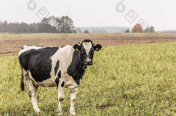 牛黑色的白色颜色放牧草地绿色草荷斯坦黑白花奶牛牛晚些时候秋天乳制品农场podlation波兰