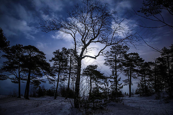 神秘的晚上景观冬天森林可怕的树中心月光时间
