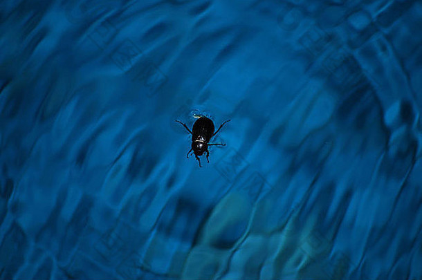 黑色的甲虫昆虫水