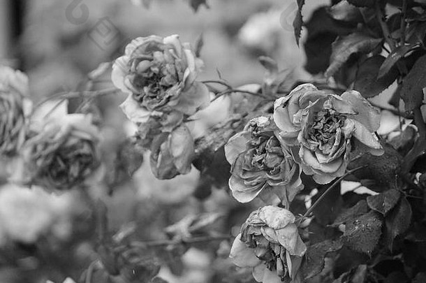 美丽的浮夸的布鲁姆法国花园玫瑰夏天一天