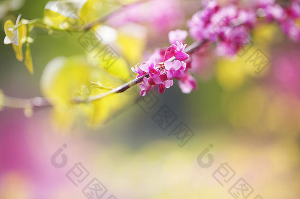 紫荆属植物树特写镜头