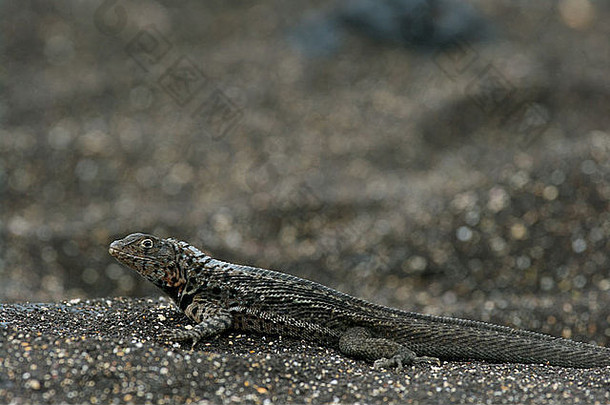 加拉帕戈斯群岛熔岩蜥蜴微洛普斯白马伦斯沐浴火山沙子圣地亚哥加拉帕戈斯群岛岛屿厄瓜多尔